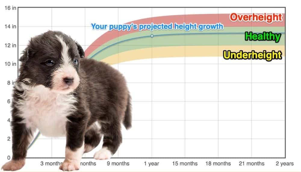 Miniature Australian Shepherd Height+Growth Chart How Tall Will My